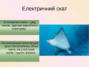 C:\Users\user\Desktop\електричні скати.jpg